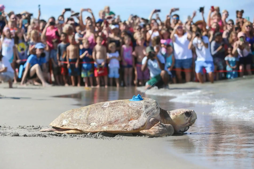 Sea Turtle nursed back to health, released back to Gumb Limbo Beach at water's edge